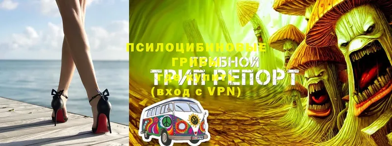 наркошоп  Коломна  ОМГ ОМГ   Псилоцибиновые грибы MAGIC MUSHROOMS 